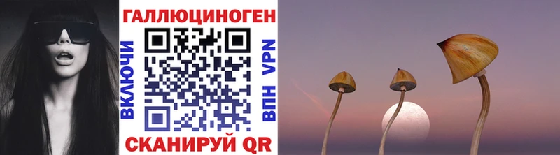 Галлюциногенные грибы Psilocybe  Хвалынск 